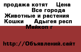 продажа котят  › Цена ­ 15 000 - Все города Животные и растения » Кошки   . Адыгея респ.,Майкоп г.